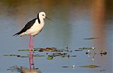 Black-winged Stilt